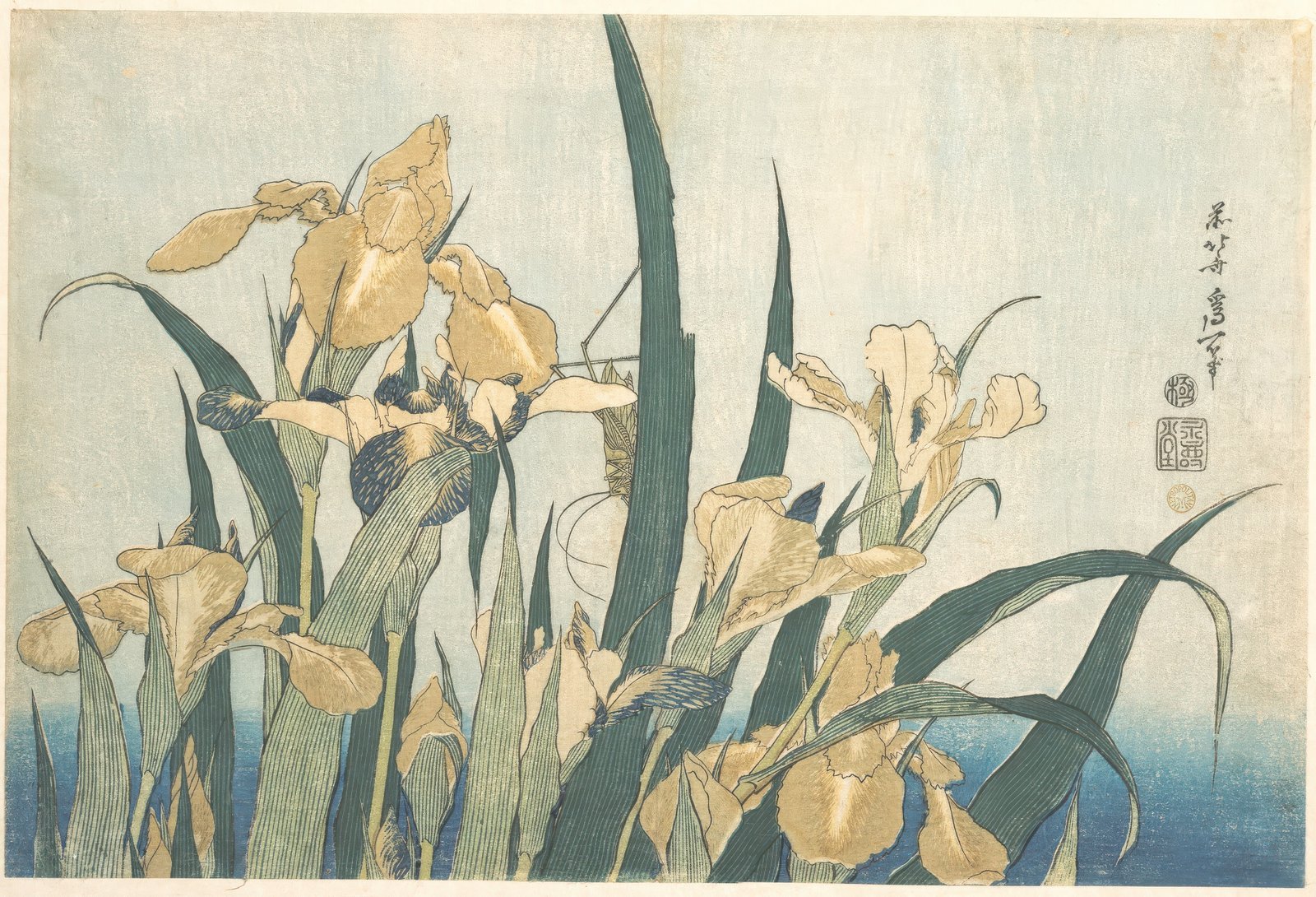 Iris-Blossoms-JAHD-G10